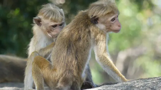 ආචාර්ය රාජ්නිෂ් පෙන්වා දුන්නේ මිනිස් ක්‍රියාකාරකම් වැඩි වී සංචාරකයන් සතුන්ට කෑම ලබා දීමට පුරුදුවුවහොත් වඳුරු ගහණය ඉක්මවා රිලවුන්ගේ ගහනය ඉහළ යනු ඇති බවයි.