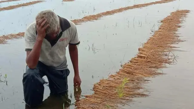 सुन्दरी खोलामा आएको बाढीले सप्तरीको तिरुहत गाउँपालिका र कन्चनरूप नगरपालिकाका धानबालीमा पसेको छ