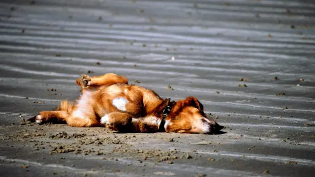 И почему собакам это нравится? Они не рассказывают...