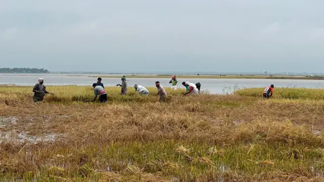 বৃষ্টির পানিতে তলিয়ে যাওয়া বোরো ধানের জমি, ধান কাটছেন কয়েকজন কৃষক 