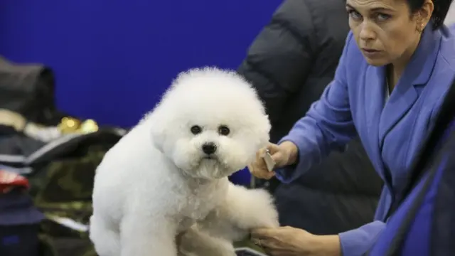 Собака породи бішон фрізе