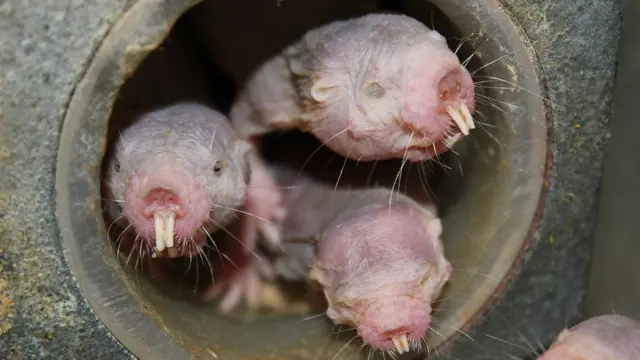 Голые землекопы