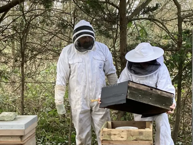 pčele, košnice, pčelari