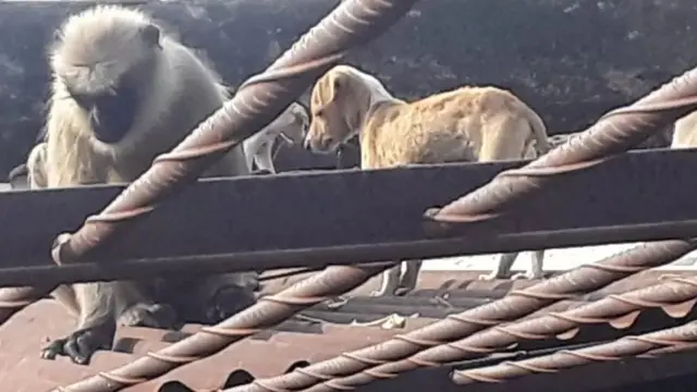 Monkey-Dog conflict 1