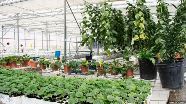 रेगिस्तान में खेती