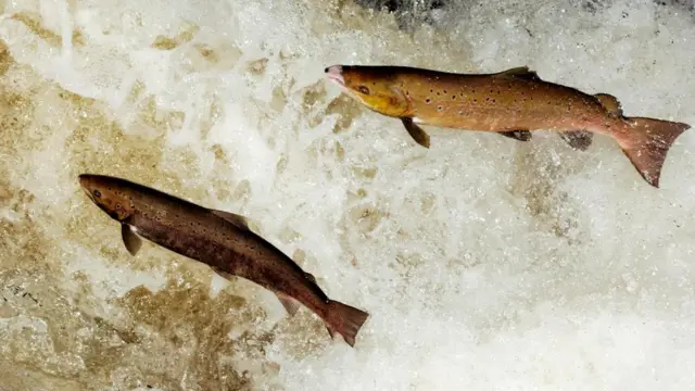 Семга переносит питательные вещества вверх по реке