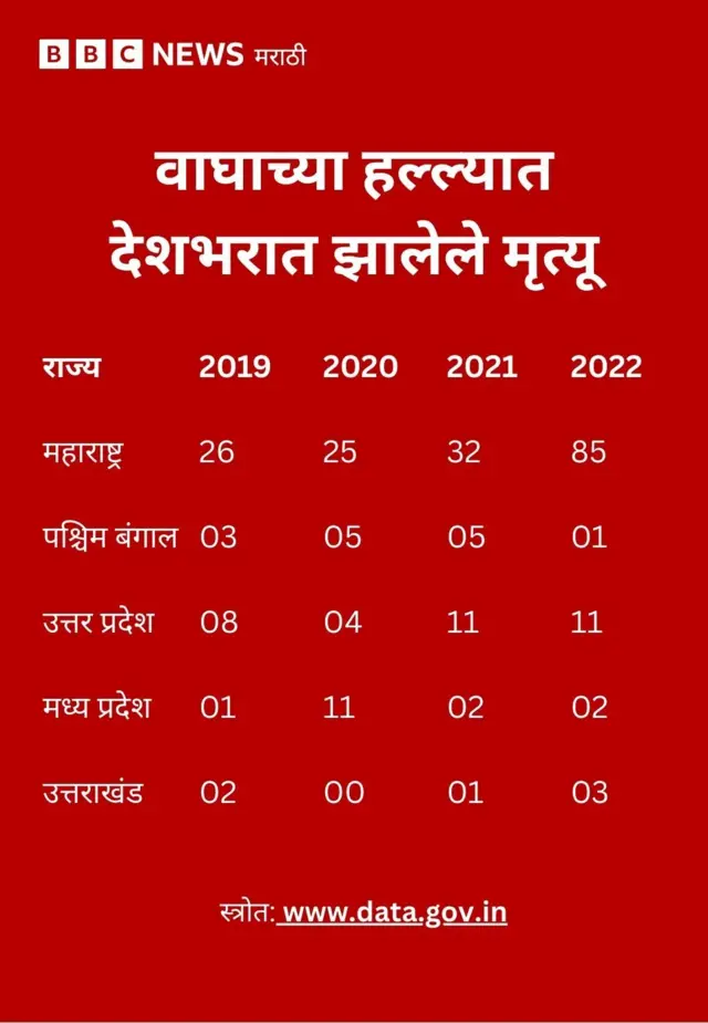 वाघांचा हल्ला
