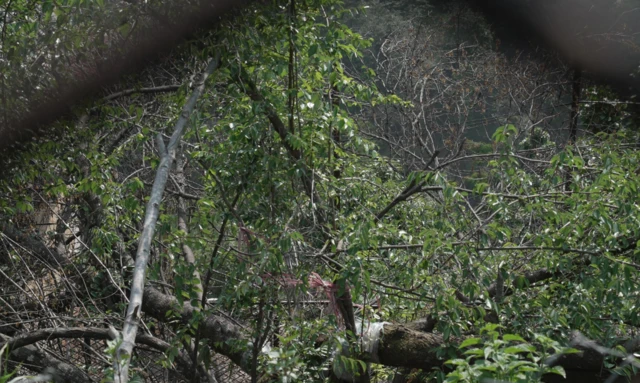 பல லட்சம் ரூபாய் மதிப்புள்ள மரத்தைக் குறிவைக்கும் கொள்ளையர்கள் - அப்படி அதில் என்ன இருக்கிறது?