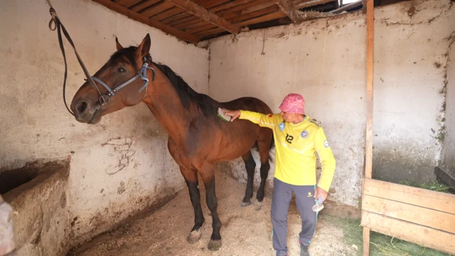 Б﻿ашкы саяпкер Таалай Мырзакматов аттарды Түркияга деп сылап, сыйпап таптаган эле