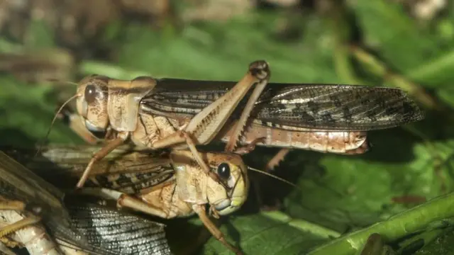 Langosta del desierto