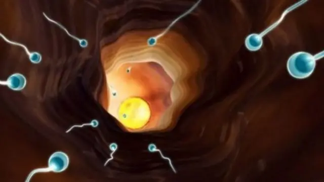 跟男性精子相比，女性一生的卵子數量是有限的。
