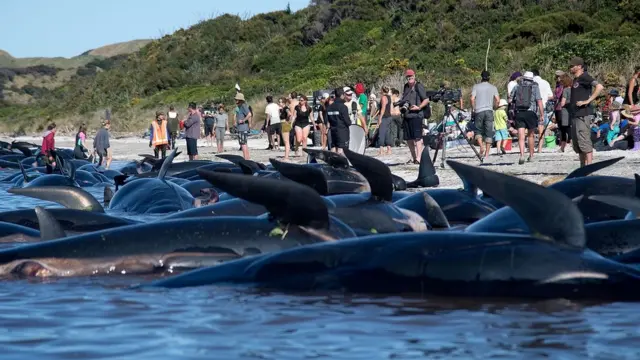 Ballenas varadas en la bahía Golden
