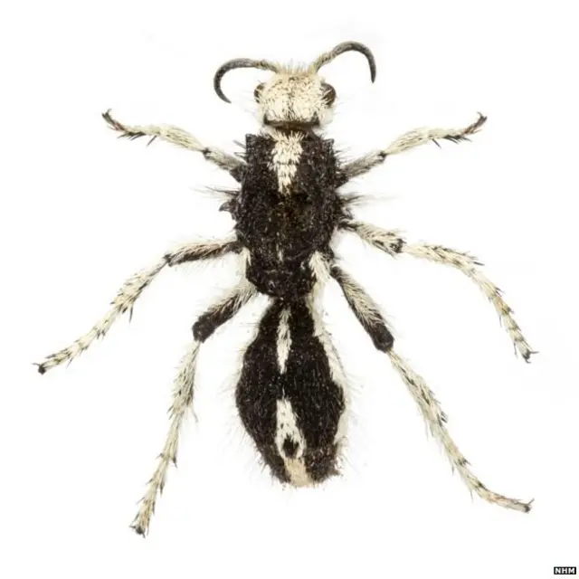 वेल्वेट अॅंट