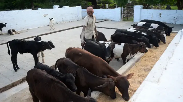 ভারতে গবাদি পশু পালন