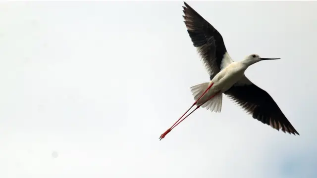 பிபிசி தமிழ் நேயர்களின் மெய்சிலிர்க்க வைக்கும் வன உயிரின படங்கள்