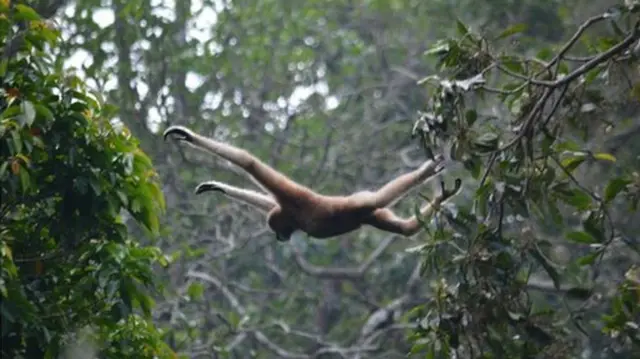 চার দশক আগেও বাংলাদেশের বনে প্রায় তিন হাজারের মত উল্লুক বা ওয়েস্টার্ন হুলক গিবন ছিল