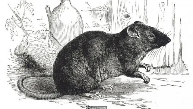 Ratazana ilustrada em gravura do século 19