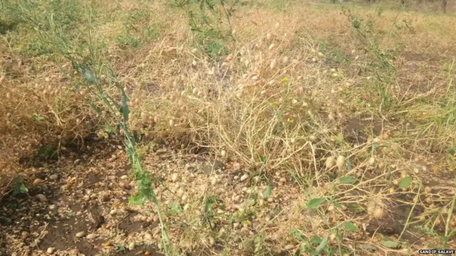 बुलडाण्यात गारपीटीमुळे पिकांच नुकसान झालं आहे.