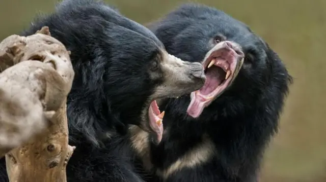 स्लॉथ अस्वलांची आक्रमकता आश्चर्यकारक असते