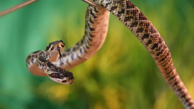 Двуглавые создания встречаются не только в мифах