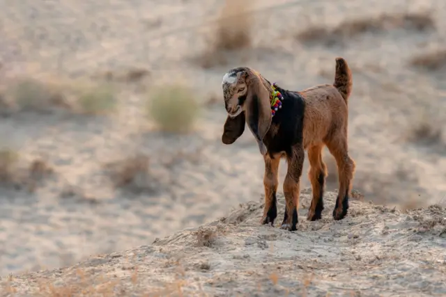 علامتی تصویر 