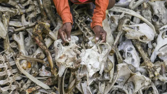 हड्डियां