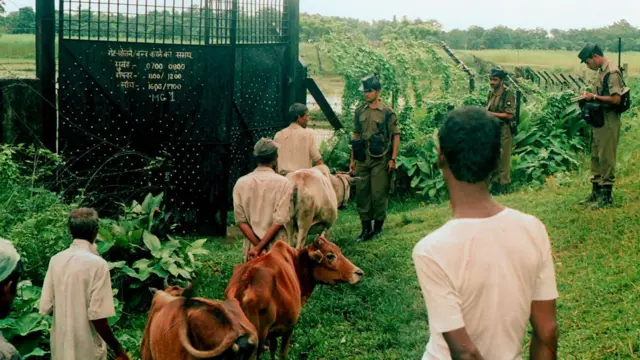 গরু পাচারকারীদের একটি দলকে ধরেছে বিএসএফ (ফাইল ছবি)