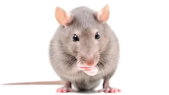 ముఖకవళికల ద్వారా ఎలుకలలో భావాలను గుర్తించవచ్చు