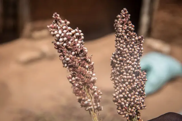 Two stalks of sorghum seeds