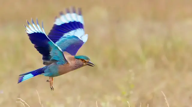 పాలపిట్ట