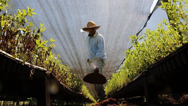 Produçãobetano baixakiestévia no Paraguai