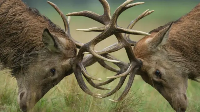 Bir çox heyvanlarda erkəklər dişilər üstündə bir-birilə vuruşurlar