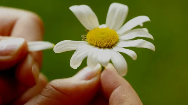Desojando margaritas