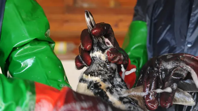 Rescate de pingüinos por parte de la ONG Fauna Marina en Uruguay debido a un vertido de petróleo en 2010