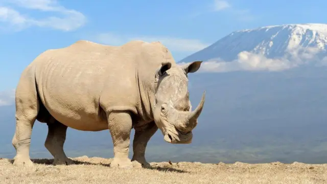 وحيد القرن الأبيض