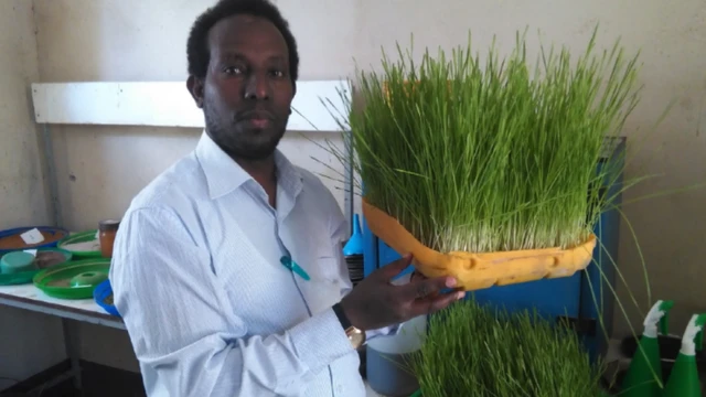 ብፈሳሲ መሰሰኒ ምህርቲ (ማዳበርያ) ዝቦቖለ ሳዕሪ