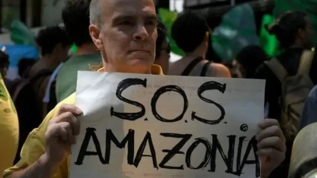 अॅमेझॉन, सदाहरित वने