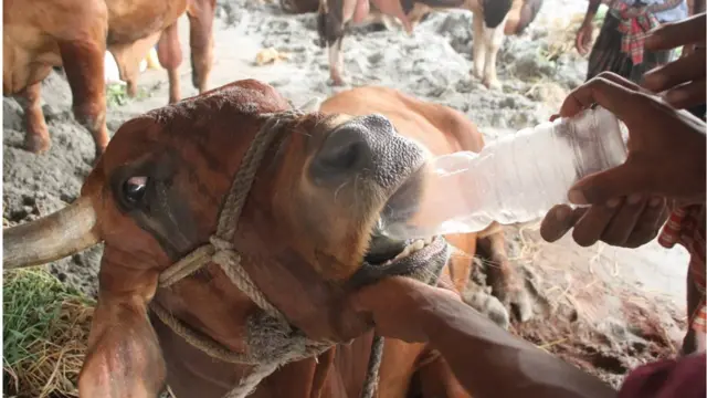 প্রতি বছর কোরবানির ঈদ সামনে রেখে একদল অসাধু ব্যবসায়ি গরুকে ক্ষতিকর ওষুধ ও রাসায়নিক দিয়ে থাকে।