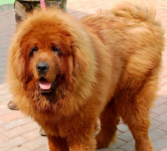 'বিগ স্প্ল্যাশ'এর মত ম্যাস্টিফ জাতীয় কুকুর চীনে আভিজাত্যের প্রতীক হিসেবে বিবেচিত হয়