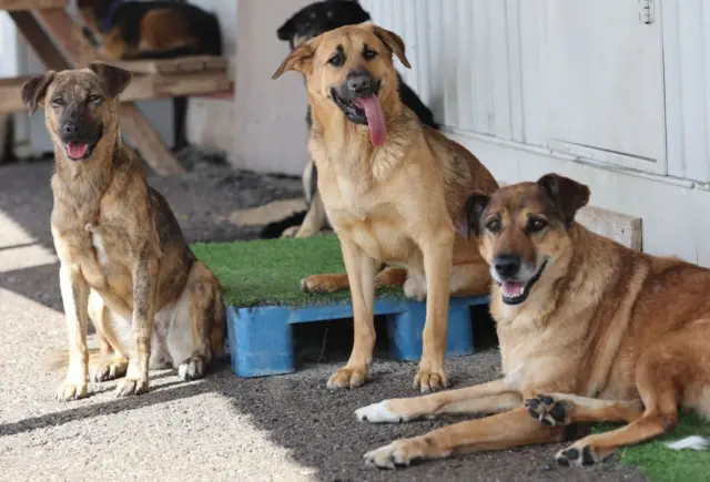 sokak köpekleri 