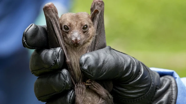 خفاش میوه‌خوار مصری
