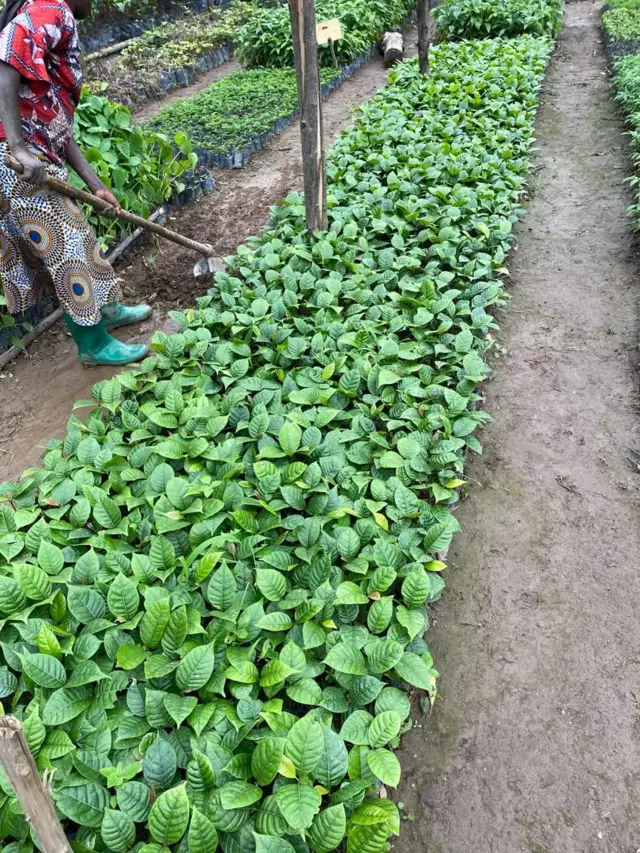 Amatuta y'ibiti gakondo bizoterwa kuri iyi misozi, Ukwakira 2024