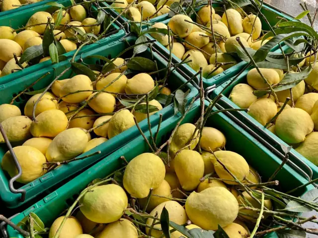 အပင်ကခူးဆွတ်ထားခါစစိန်တလုံးသရက်တွေကို လေး‌ထောင့်ခြင်းအစိမ်းရောင်းတွေထဲအစီအရီထည့်သွင်းထားပါတယ်။ 