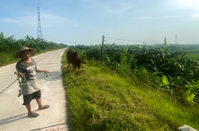 Một người nông dân đứng tại đất xây dựng dự án sân golf tại tỉnh Hưng Yên vào ngày 30/7/2025