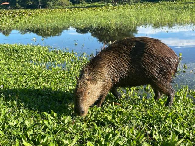 Capivara comendo grama 