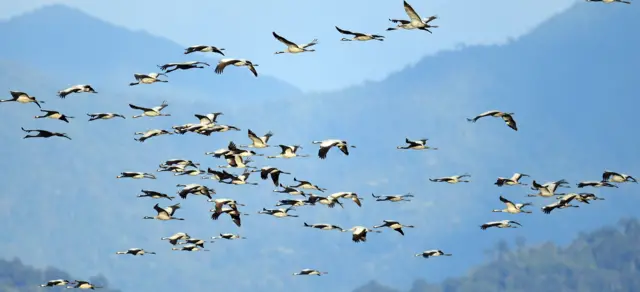 မြန်မာ နိုင်ငံမှာ ဆောင်းခိုတဲ့ ကြိုးကြာငှက်များ ဓာတ်ပုံ WWG