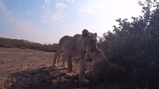 ગુજરાત, ગીર, ગીરના સિંહ, બીબીસી ગુજરાતી, જૂનાગઢ, ગીર અભયારણ્ય
