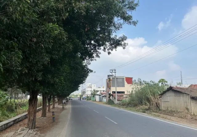 கோனோ கார்பஸ், தமிழ்நாடு அரசு 