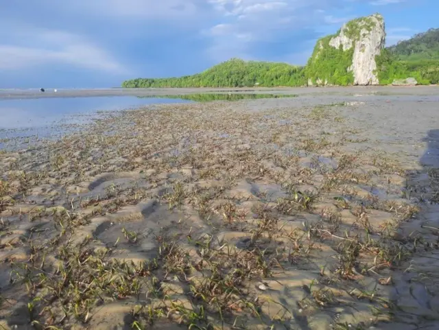 สภาพหญ้าทะเลบริเวณเกาะลิบง จ. ตรัง ถ่ายเมื่อเดือน พ.ค. ปี 2566 โดย เอกลักษณ์ รัตนโชติ
