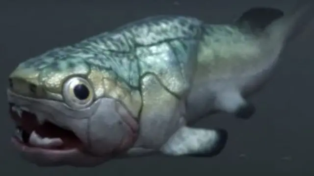 Qurxummii Googo